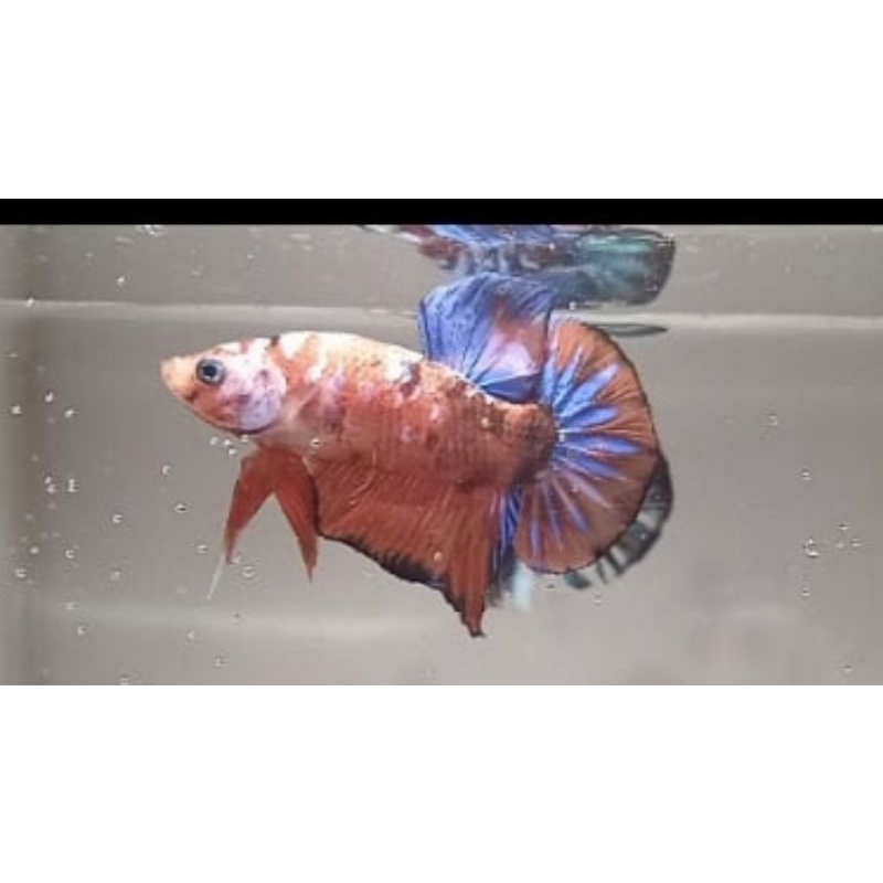 cupang hias, koi galaxy, multi koi galaxy, red koi, super red.