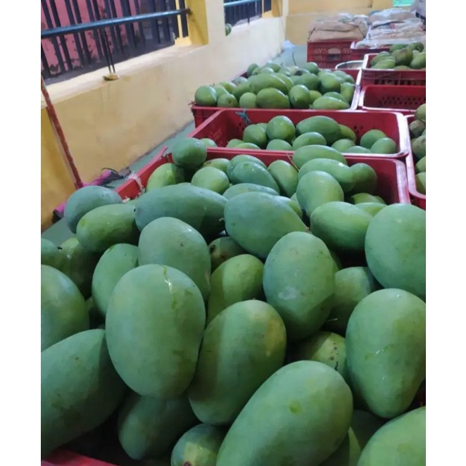 

buah mangga gadung 1 kg