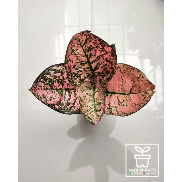 Aglaonema Ruby Kura