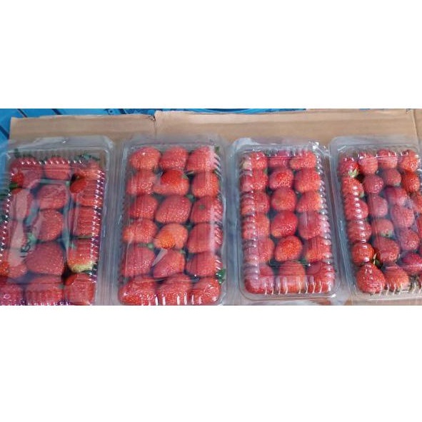 Jual Strawberry (1 Jumbo + 3 Mini) | Shopee Indonesia