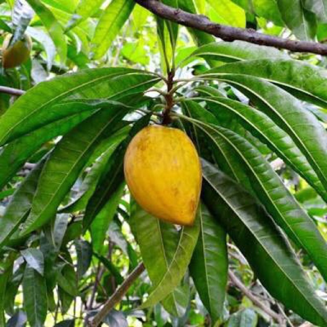 Tanaman Buah Sawo Mentega
