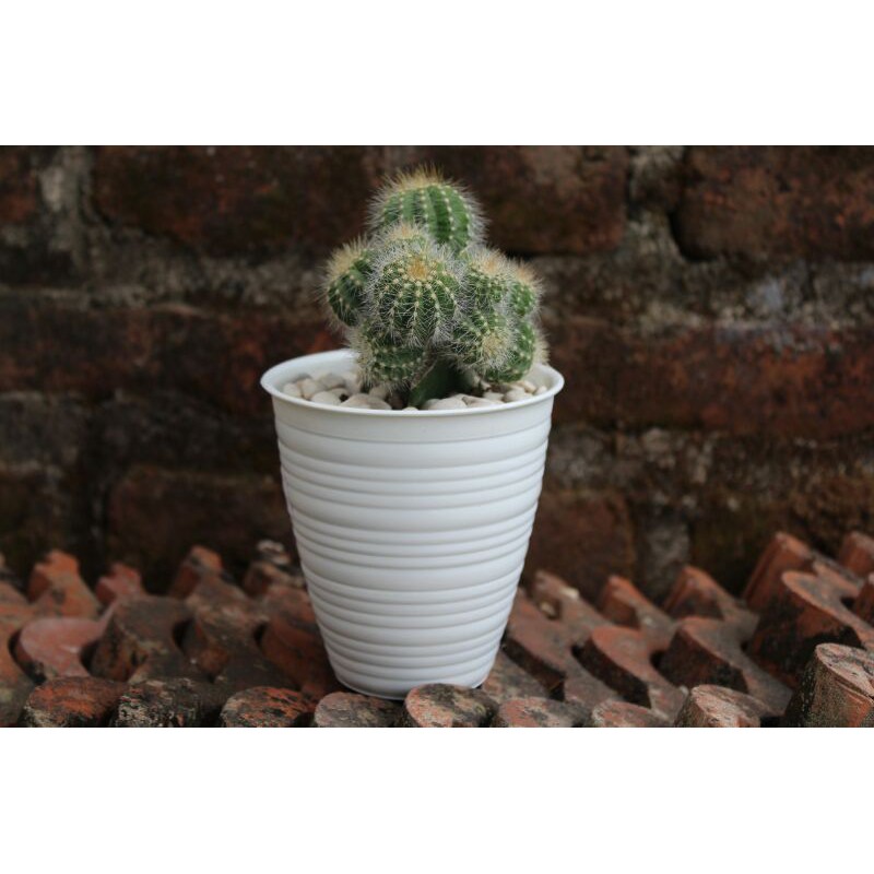 Kaktus grafting Noto Cluster besar