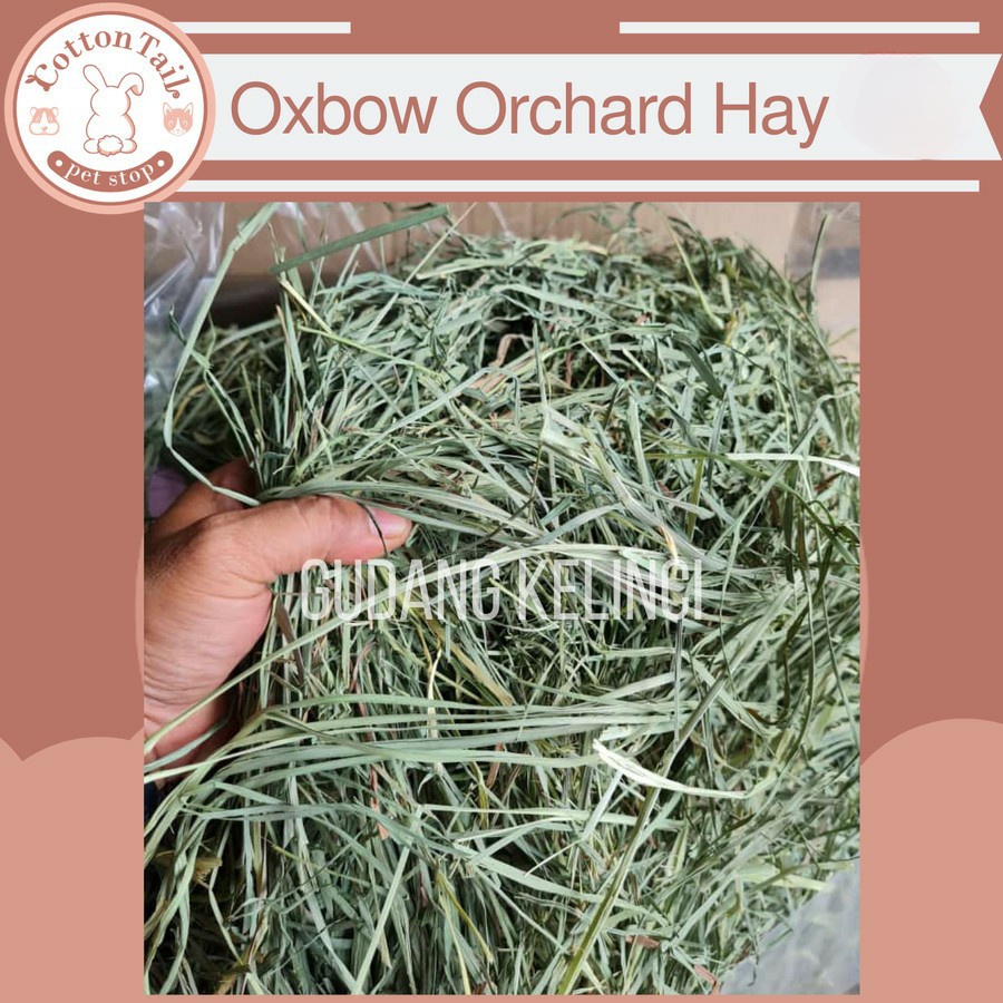 OXBOW ORCHARD Hay 100 GR (setara Rumput Timothy) - Makanan Kelinci/Guinea Pigs