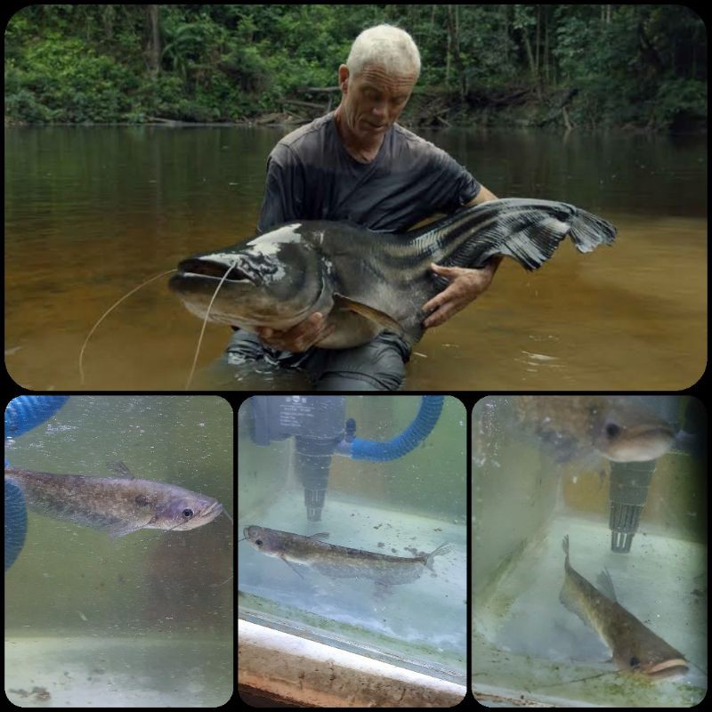 ikan wallago leeri atau tapah untuk aquarium