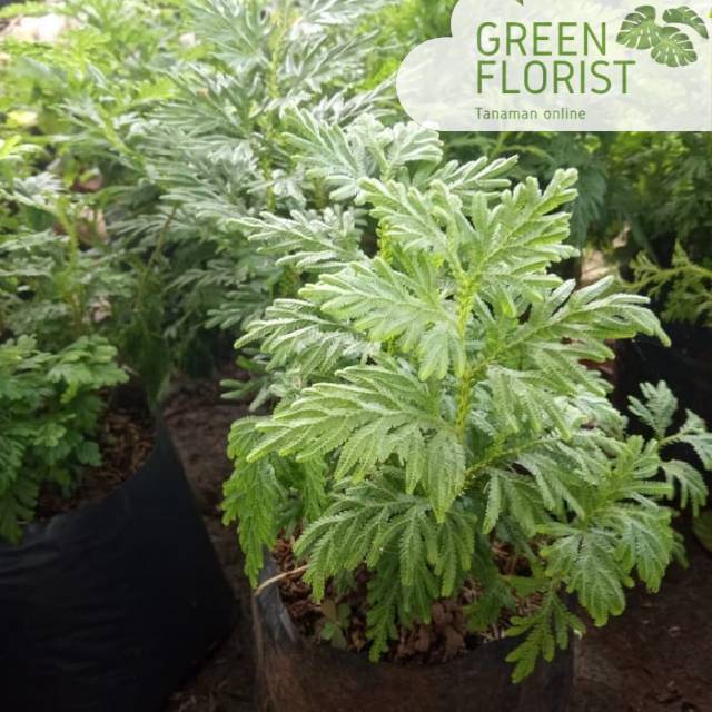 Tanaman herbal cakar ayam / pohon herbal cakar ayam / tanaman pohon cakar ayam