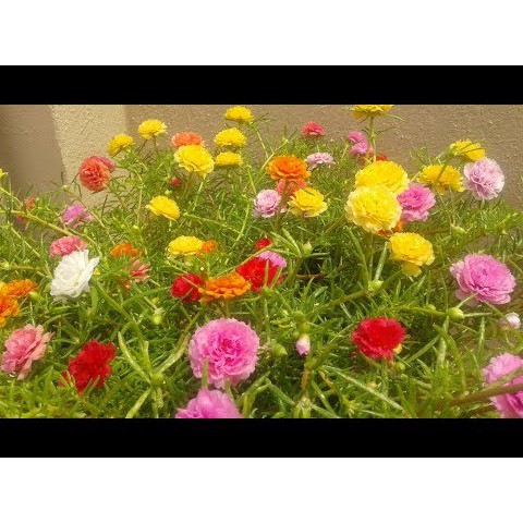 Benih-Bibit Bunga Moss Rose Double Mix (Haira Seed)