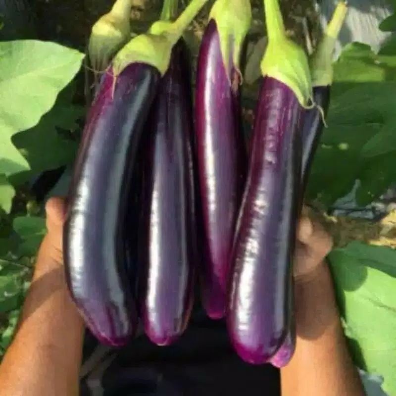 

1kg terong ungu langsung dari kebun sendiri