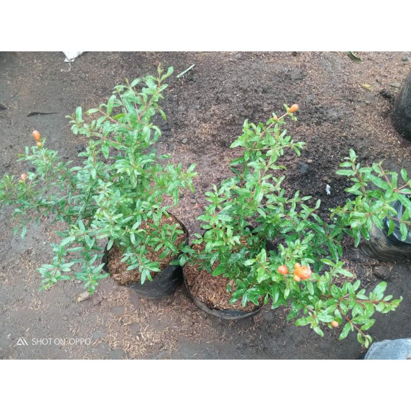 

Delima Merah harga grosir