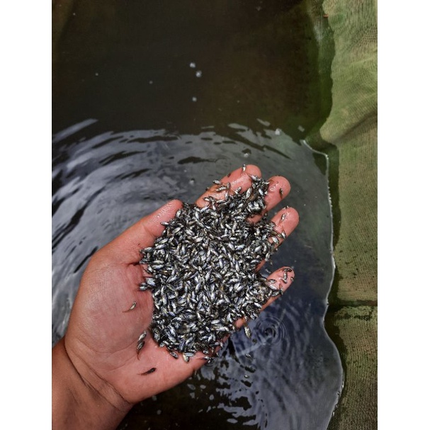 Larva NILA NIRWANA 3