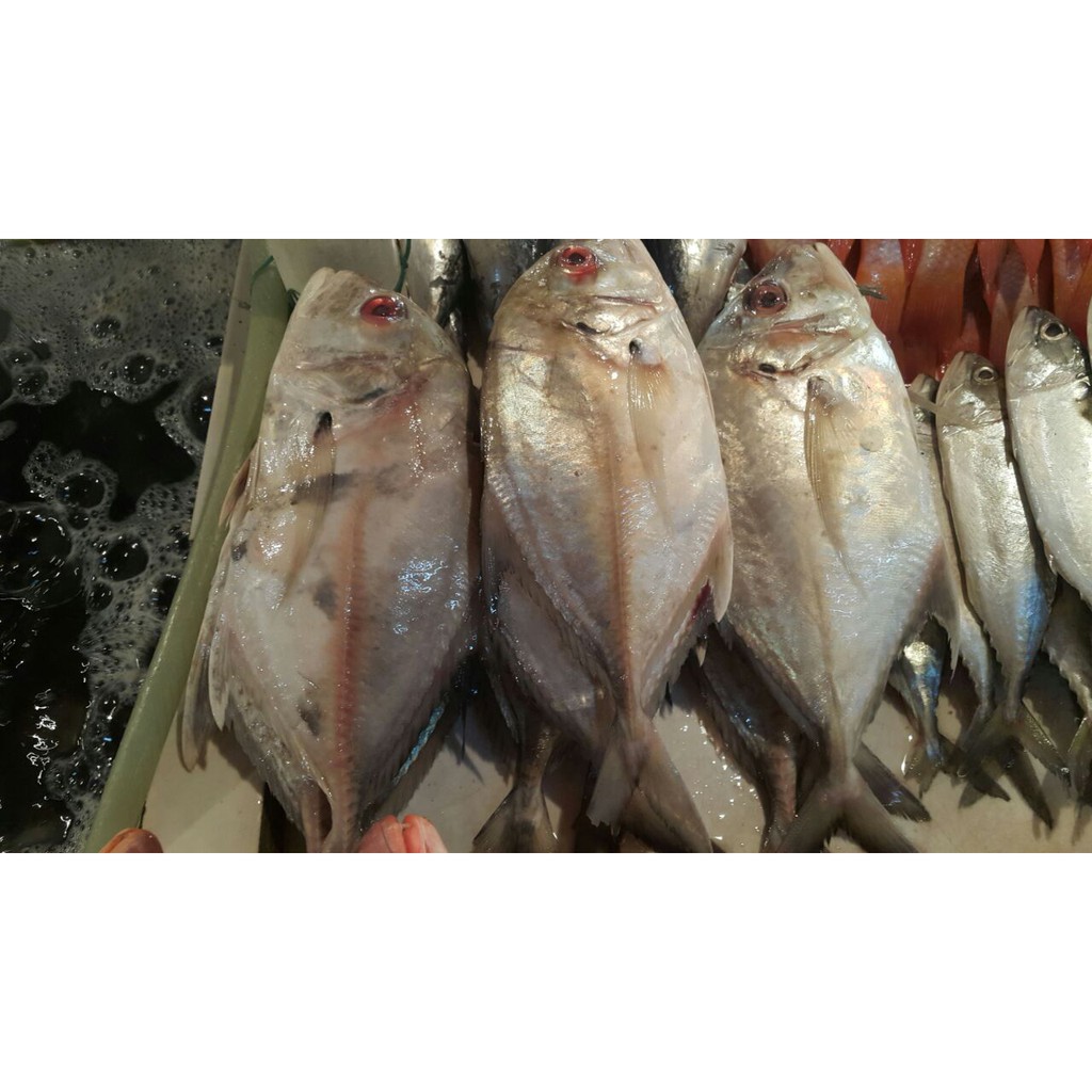 

Ikan Kuwe Segar - Fresh Giant Trevelly Fish