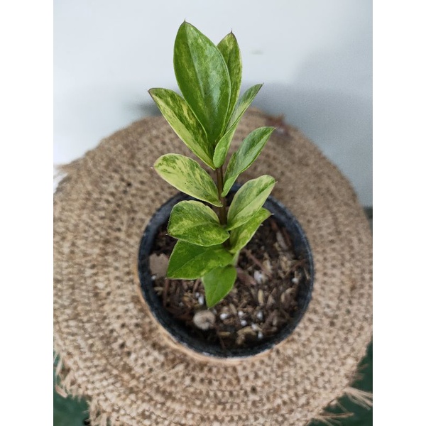 Zz Variegata real picture