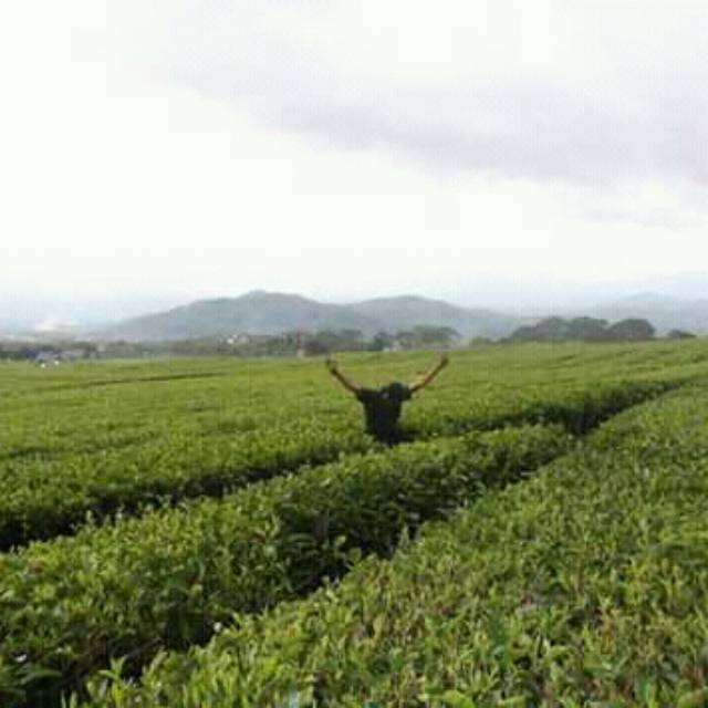 ucokfarlindungannasution