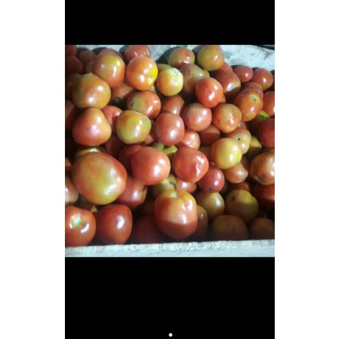 

tomat 500 gram