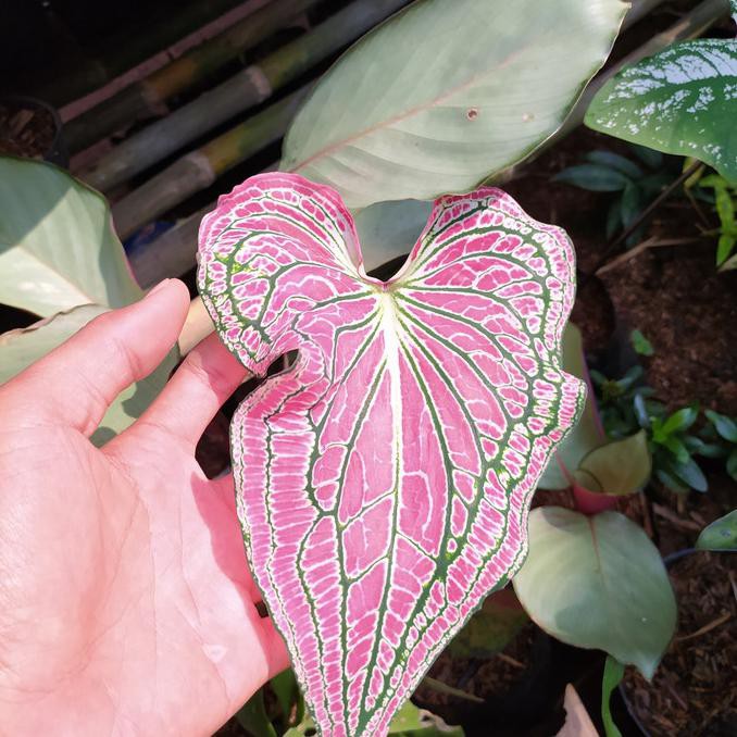 caladium wayang putih