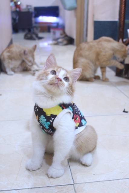 Baju rumahan untuk kucing motif dino coklat / baju kucing murah size S M L XL