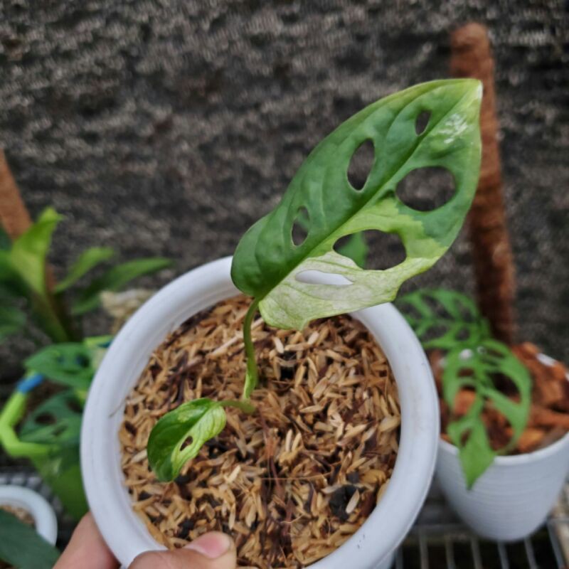 Monstera Adansonii Variegata Jepang Shopee Indonesia