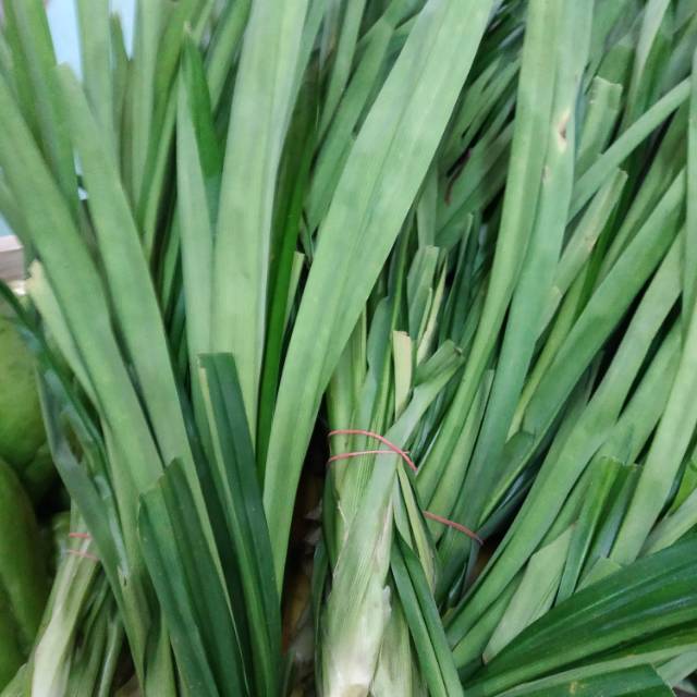 

Daun Pandan / ikat