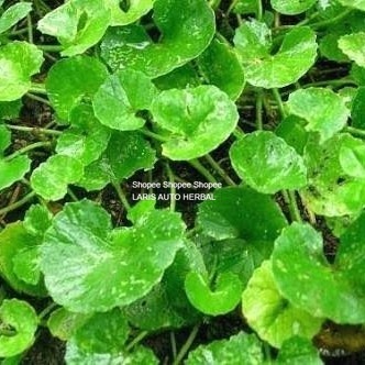 

jual bibit daun pegagan atow antanan segar herbal