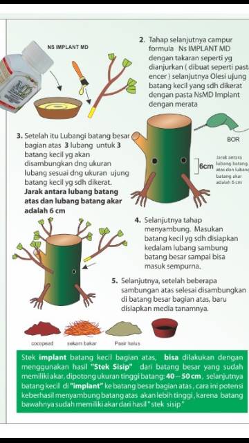 Nature stek sambung akar / implant akar