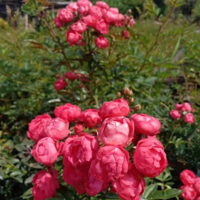 Paket mawar rambat 10 pohon