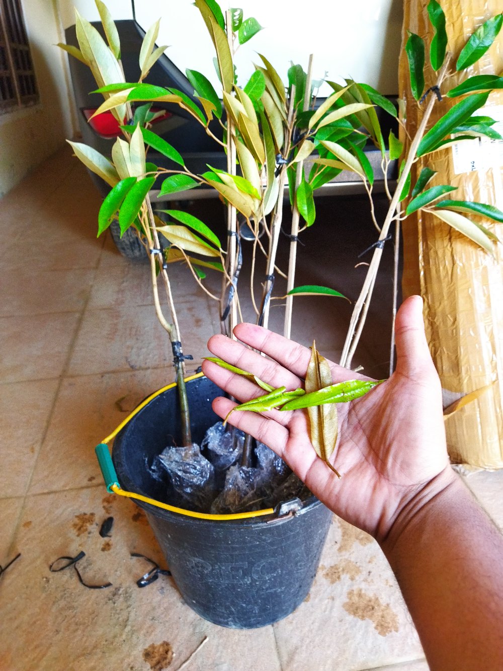 Bibit Durian Montong