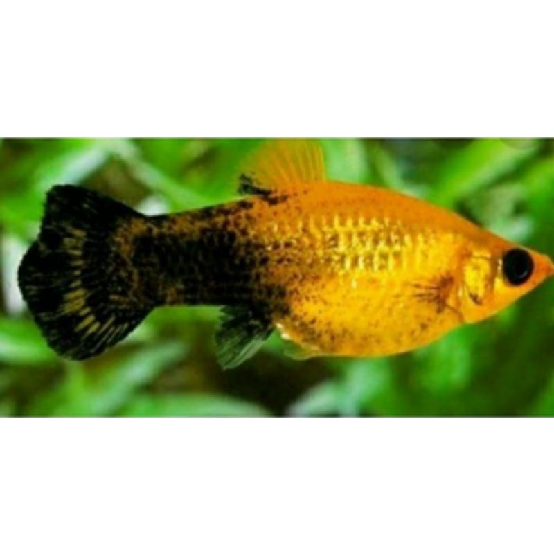 Ikan Molly Golden Black Indukan Sepasang ( Jantan & Betina )