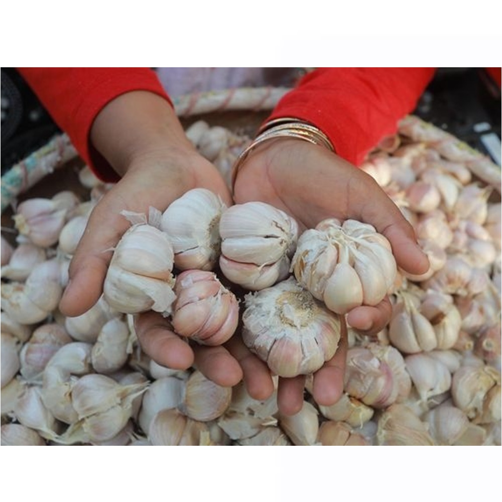 

Bawang Putih 500 Gram Bersih