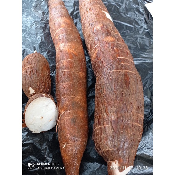 

Singkong racun sapi kuru per 500grm