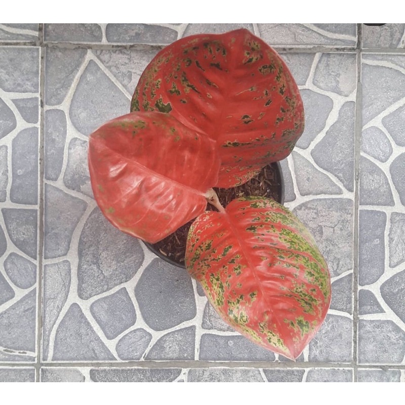 Bibit aglonema wulandari