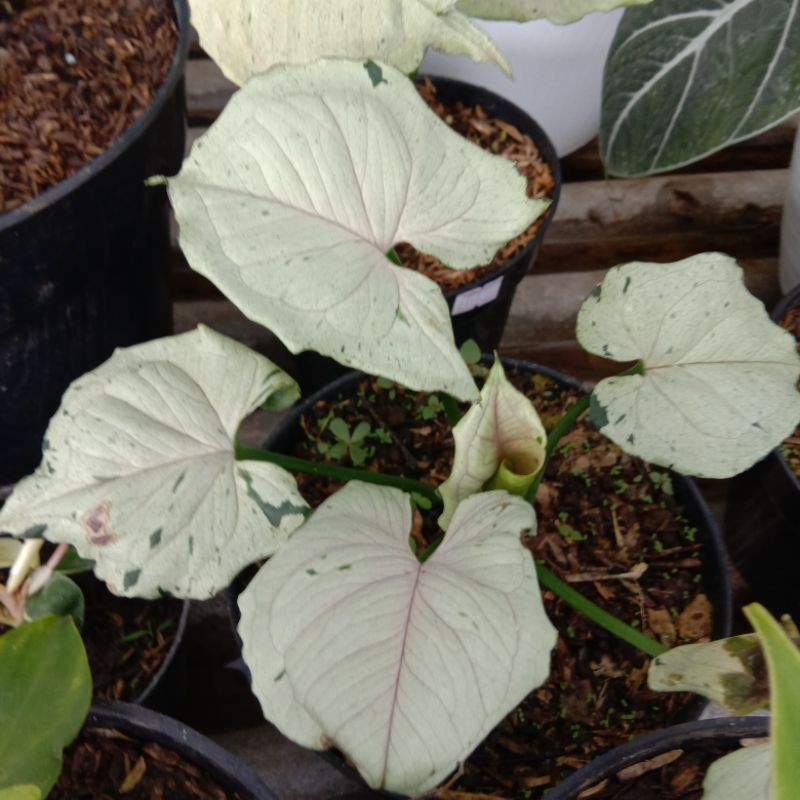 syngonium green splash