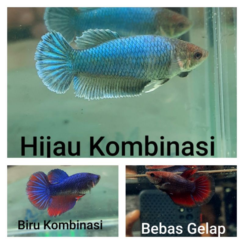 Kumpulan Koleksi Gambar Cupang Hm Terbaru