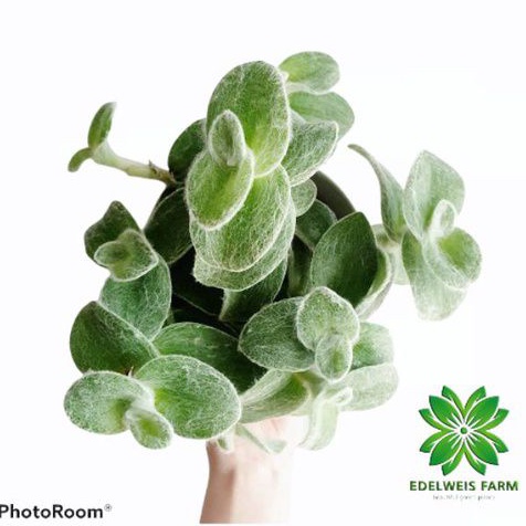 TANAMAN HIAS TRADESCANTIA SILLAMONTANA PURPLE