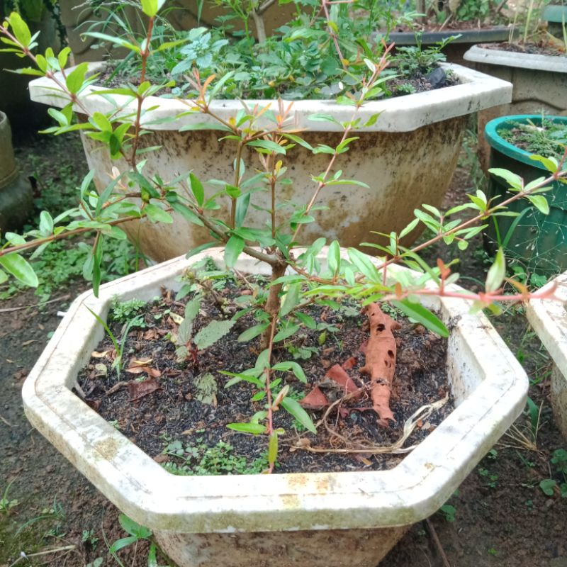 bahan bonsai delima biji lunak