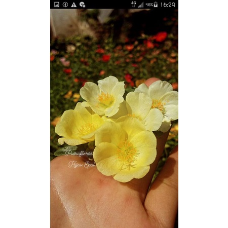 Tanaman krokot/mossrose/krokot selapis import