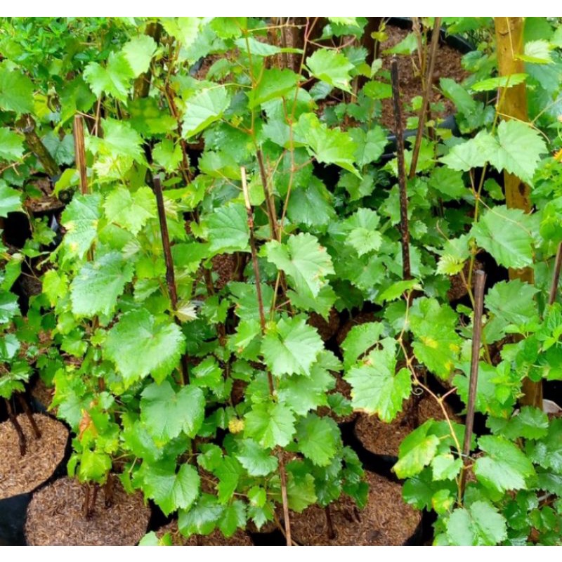 bibit anggur hijau import/pohon buah/benih anggur hijau