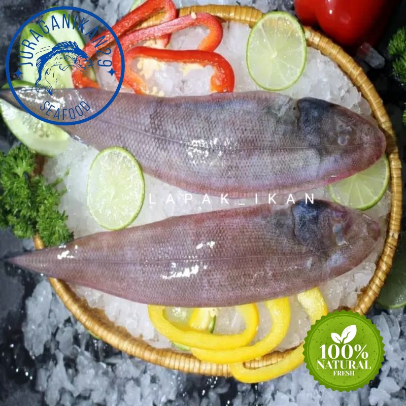 

Ikan Lidah Segar 1~Kilogram