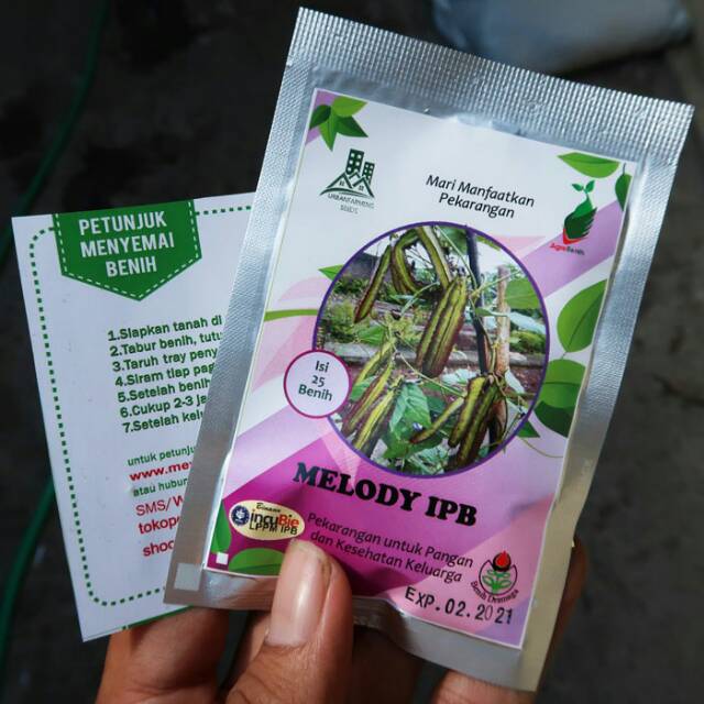 Kecipir Ungu Melody IPB 25biji