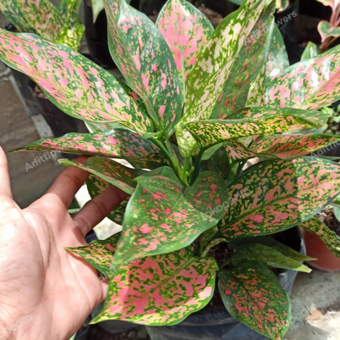 aglonema Ruby garuda batik bibit bertunas