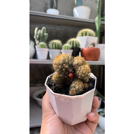mammillaria prolifera kaktus cabe duri kuning cluster