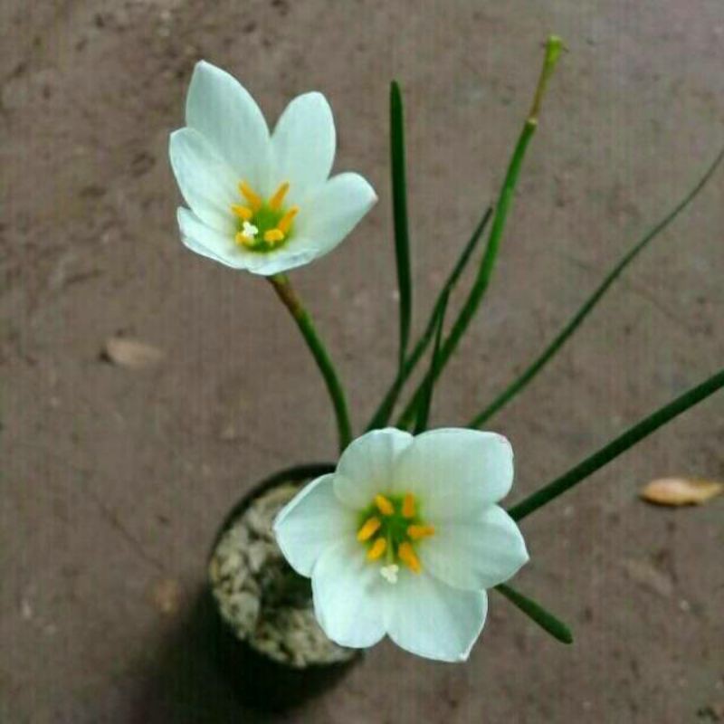 Jual tanaman hias-lily hujan bunga putih-bibit tanaman-lily hujan