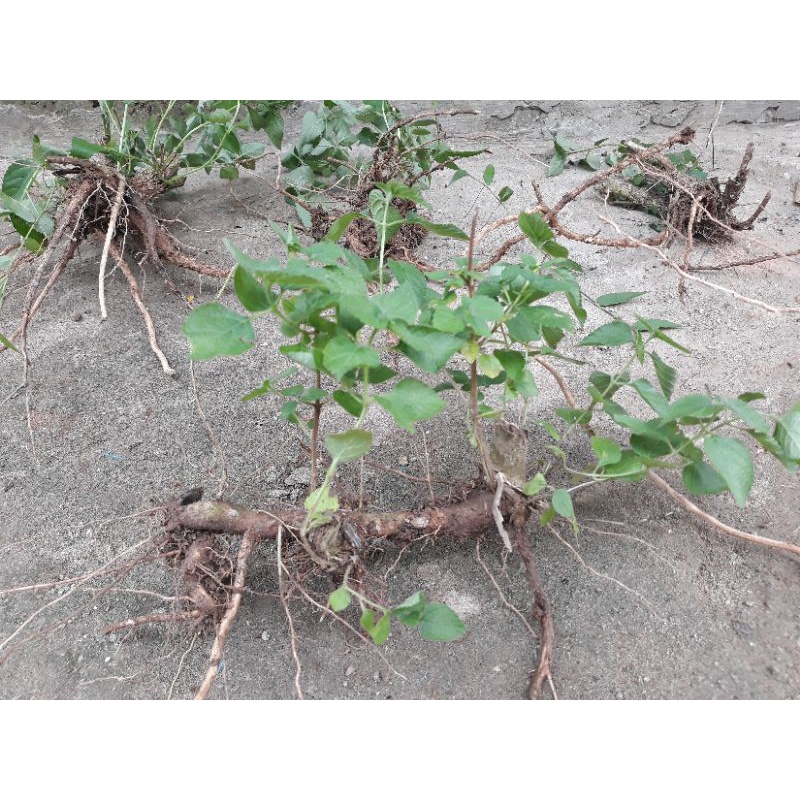 bonsai lantana bonggol lantana telekan