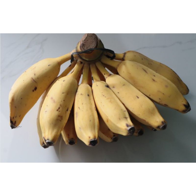 PISANG KEPOK ASLI KALIMANTAN (ORIGINAL)