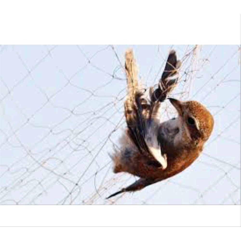 Jaring Burung Emprit Ciblek Terlaris Shopee Indonesia