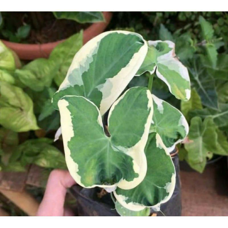 KELADI KANTUNG SEMAR/kantong Semar TERMURAH