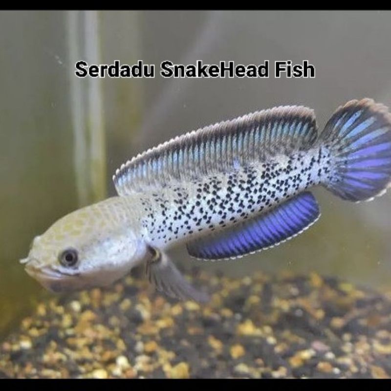 STEWARTI KARBI/ARU GRADE A++ MARKING MANTAP FULL DOT SINGLE TANK SIZE 8/10cm