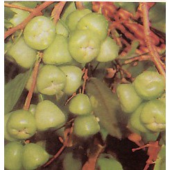 Bibit Jambu Air Madura/ jambu air susu/ jambu camplong