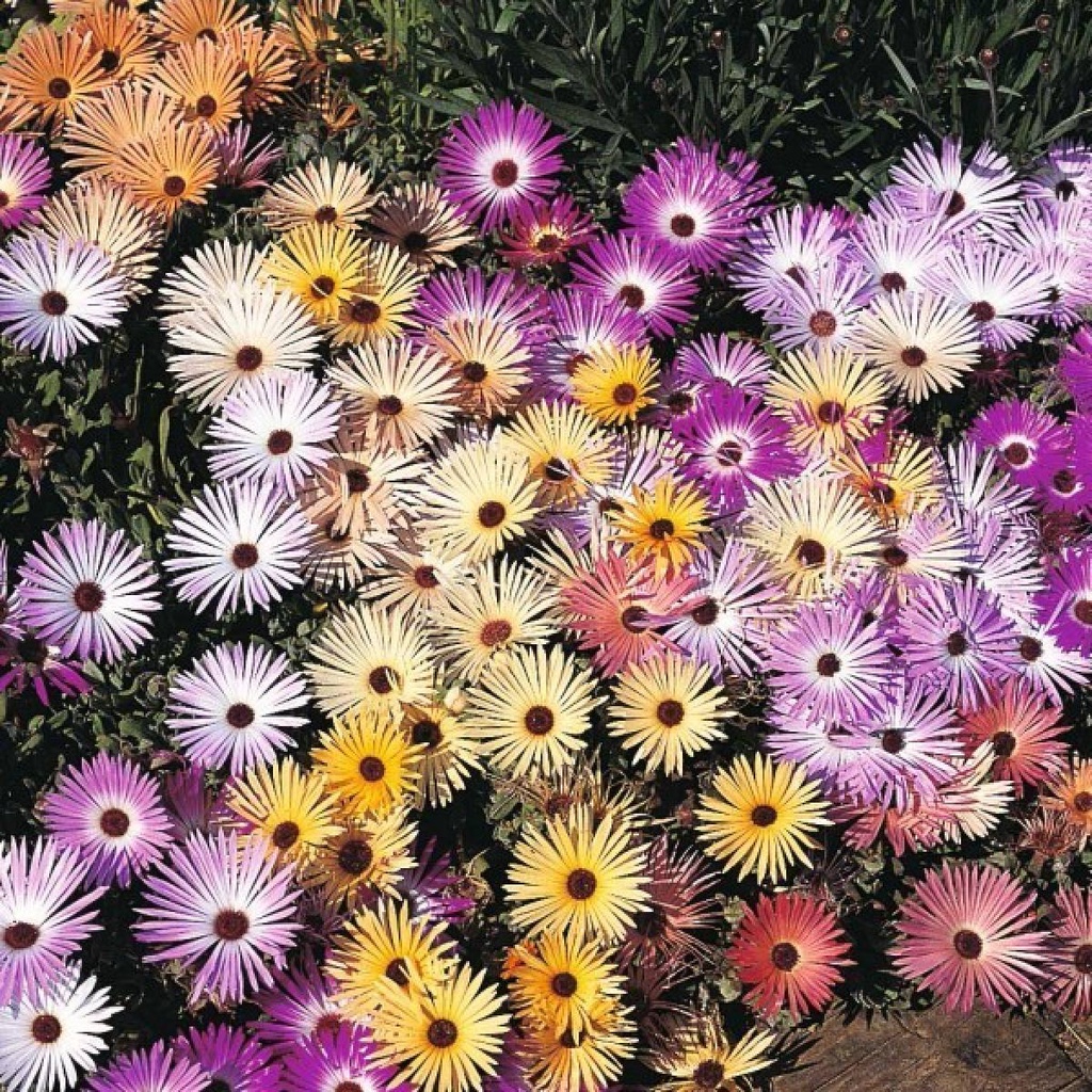 Benih Bibit Biji - Bunga Mesembryanthemum Pastel Mixed Ice Plant Flower Seeds - IMPORT