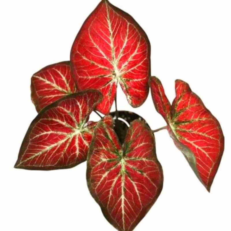 CALADIUM RICH OF THAI BIBIT HIAS KELADI ROT MURAH MERIAH ✅COD DI TEMPAT
