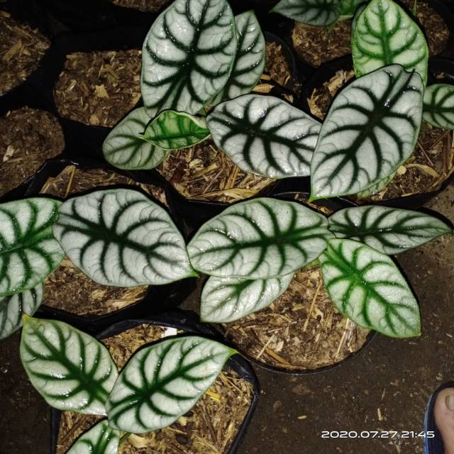 Alocasia silver dragon / dragon silver remaja daun 3 , 4 , 4+++ (sesuai stoke)
