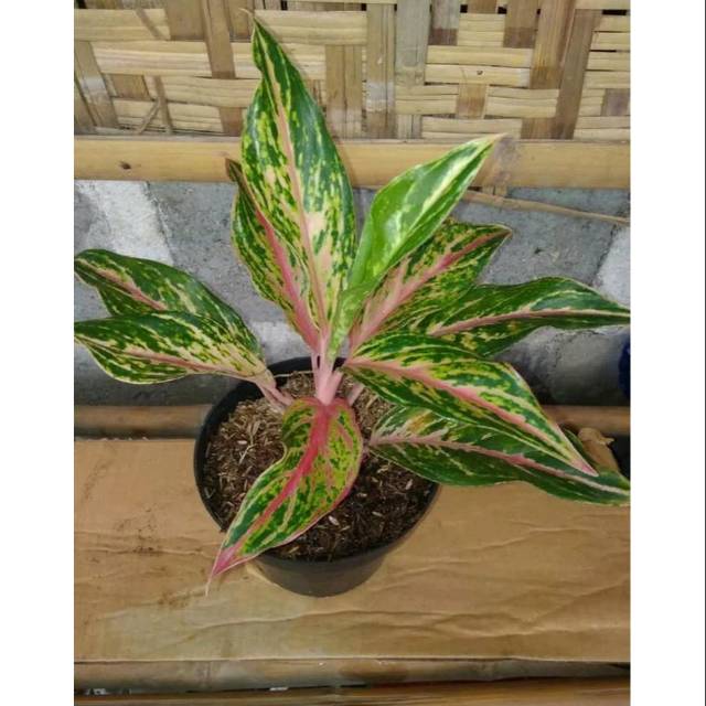 Tanaman Hias Aglaonema  Butterfly  Aglonema  Butterfly  